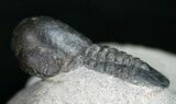 Very Unusual Pelagic Trilobite Cyclopyge - HUGE EYES #11062-2
